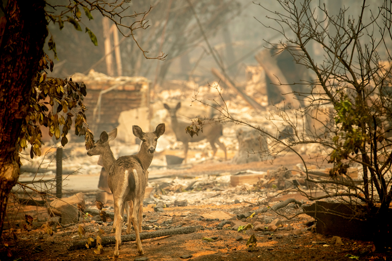 Illustration for article titled Camp Fire ya es el incendio más mortal en la historia de California, y los números pueden crecer todavía más
